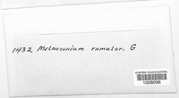 Melanconium ramulorum image